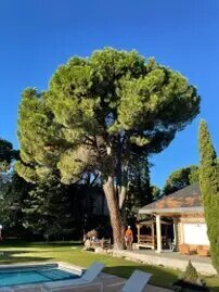 Tala y poda en Altura de árboles en Las Palmas